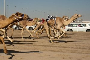 Camel Racing Event